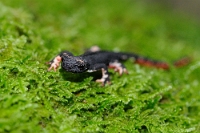 48578 Salamandrina perspicillata (Salamandrina di Savi)